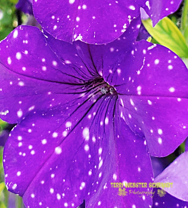 purple petunia