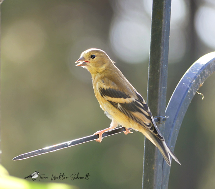 juvenile goldfinch