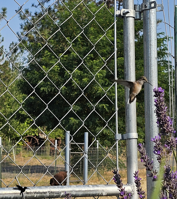humming bird and lavender