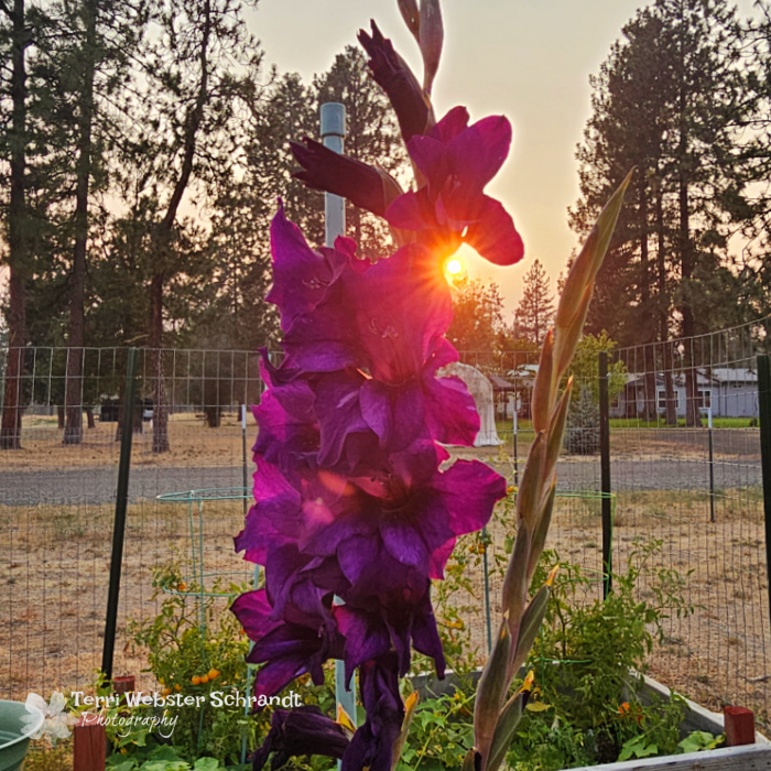 sunbeams through gladiolus