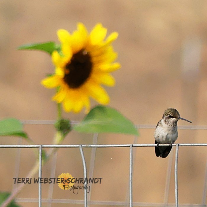 hummingbird and sunflower