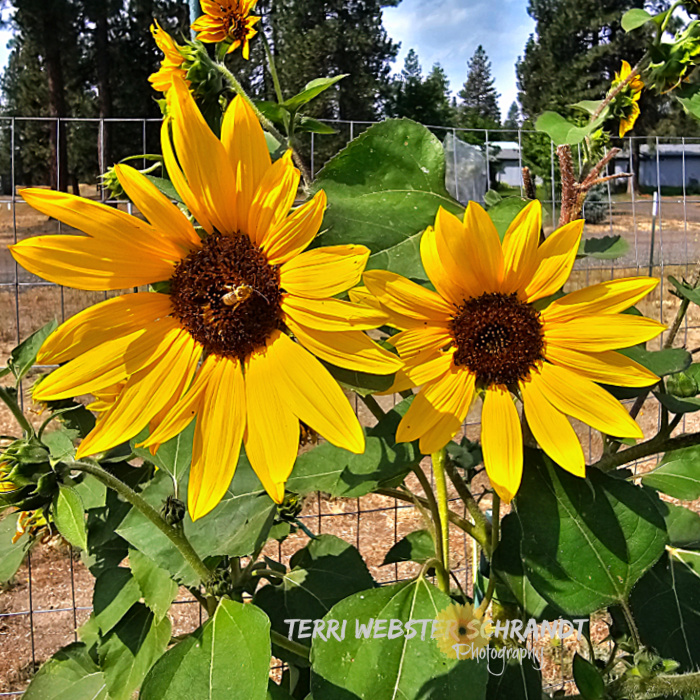 two sunflowers