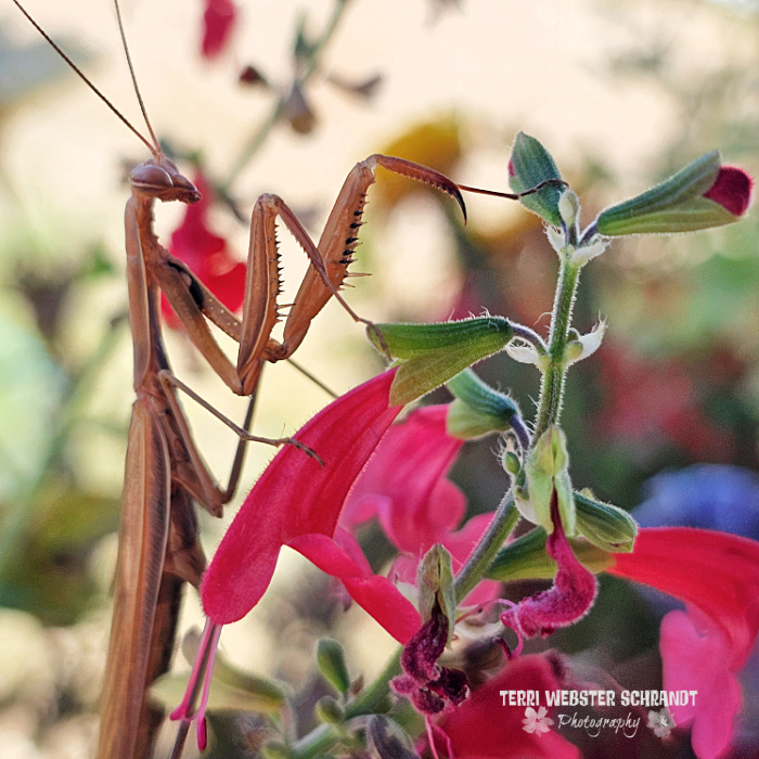 praying mantis on salvia