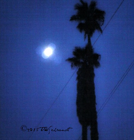 moody palm trees