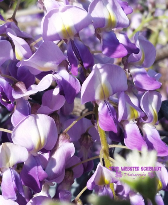 purple wisteria