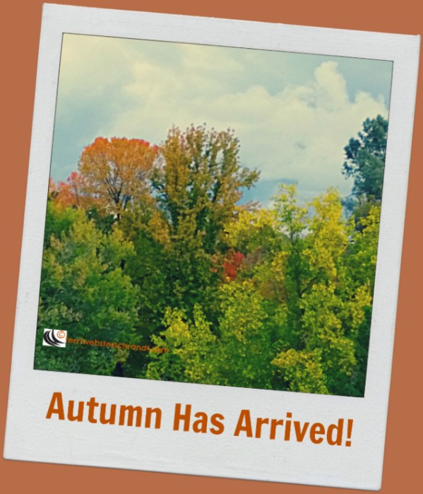 trees in autumn