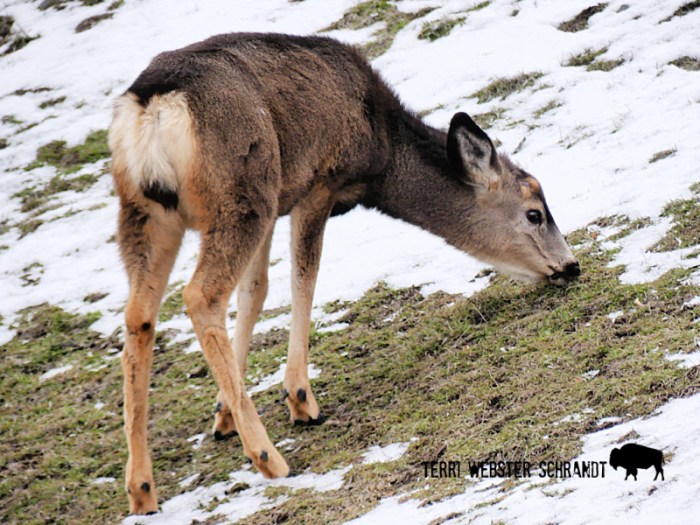 mule deer