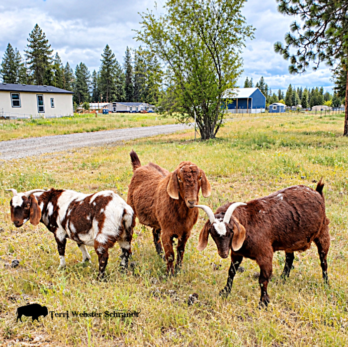 three brown goats