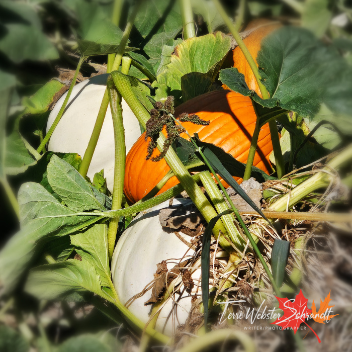 early pumpkins