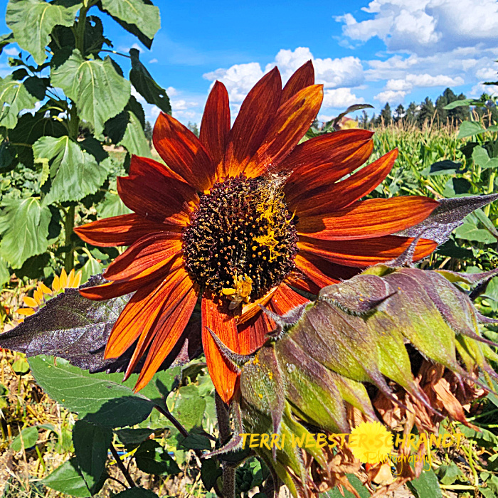 red brown sunflower