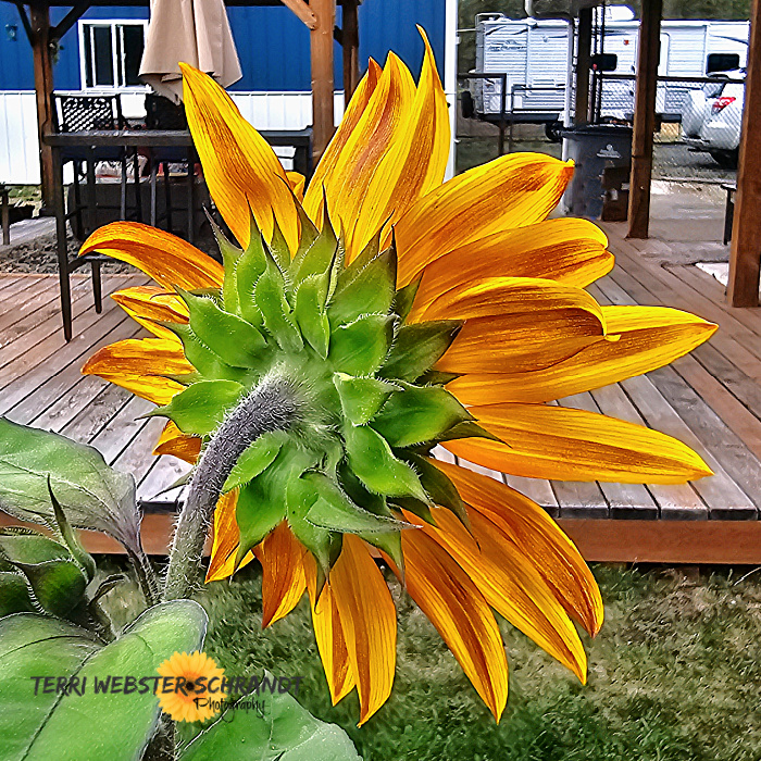 back of sunflower
