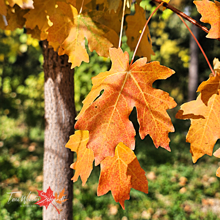 yellow maple leaves