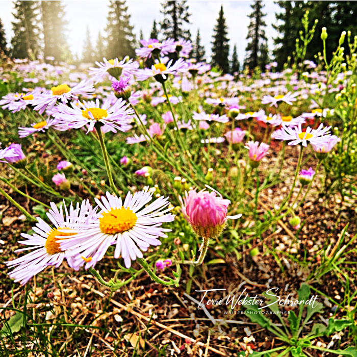 fleabane flowers
