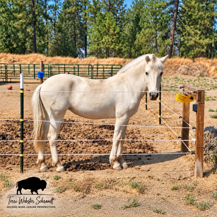white fjord horse