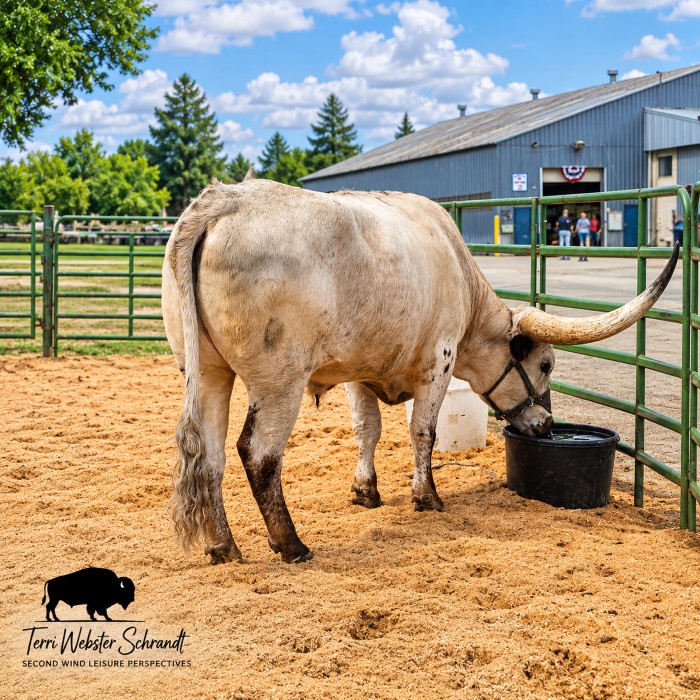 white longhorn bull