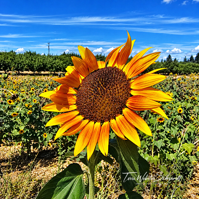 orange sunflower