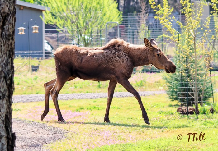 strolling moose