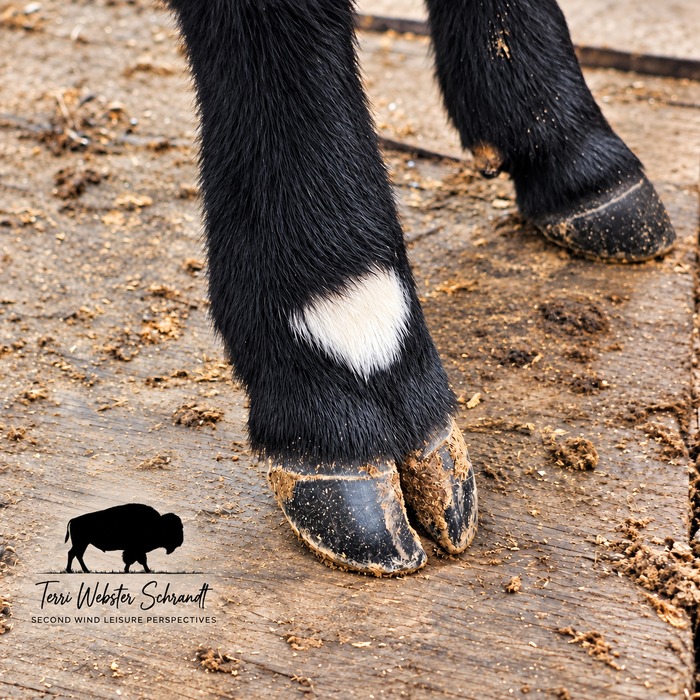 Sunday Stills Animal of the Month: Antlers, Horns and Hooves