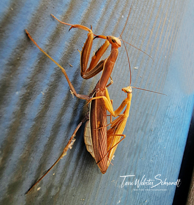 praying mantises