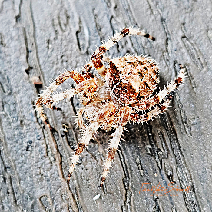 cat faced spider