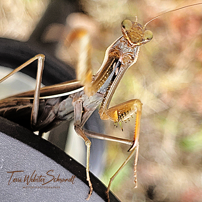 praying mantis reaches