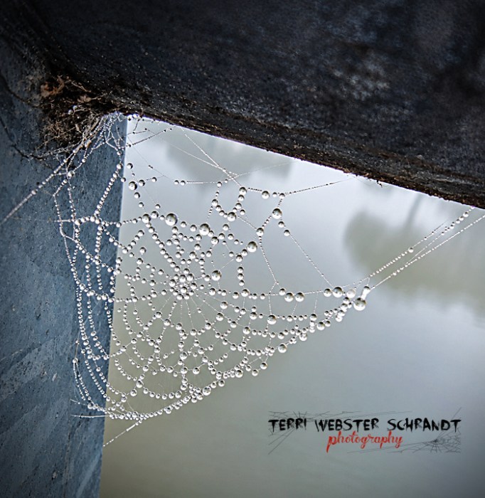 Foggy View Spider web